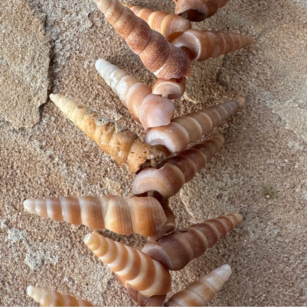 Mermaid Turritella Unicorn Horn Spiral Beachy Boho Shell Necklace Strand 48” - Picture 7 of 11